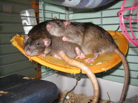 How Big Do Rats Get