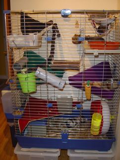 best rat cages